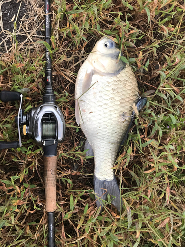 ヘラブナの釣果