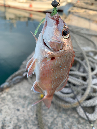 マダイの釣果