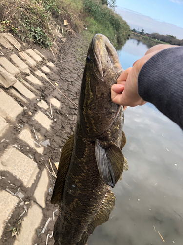 カムルチーの釣果