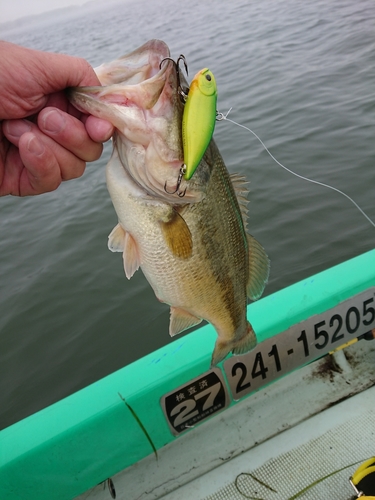 ラージマウスバスの釣果