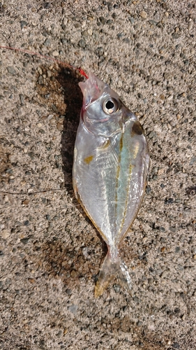 釣果