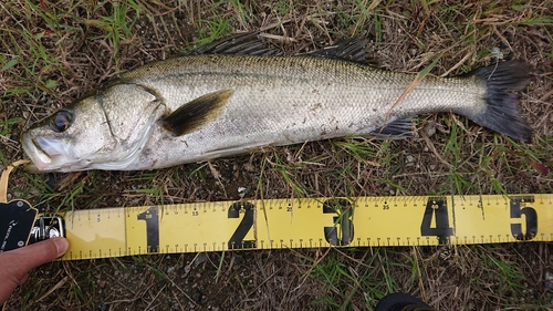 スズキの釣果