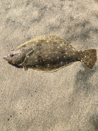 ソゲの釣果