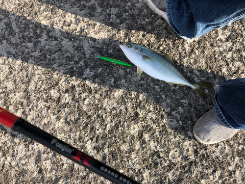 イナダの釣果