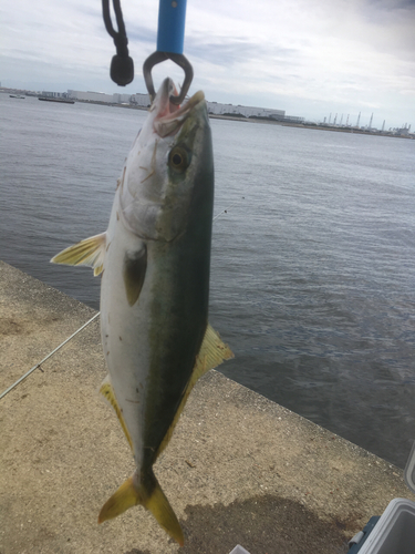 ハマチの釣果