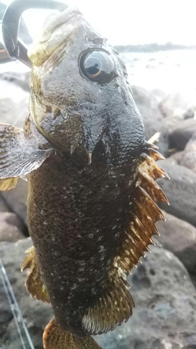 ムラソイの釣果