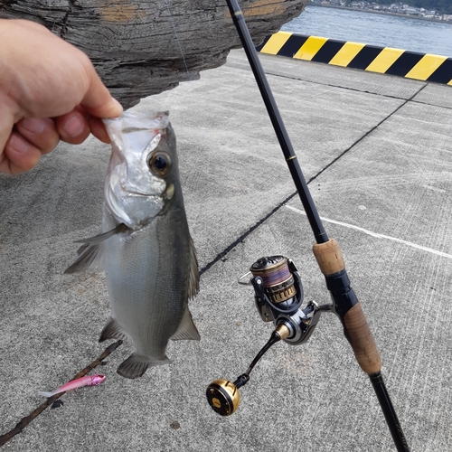 スズキの釣果