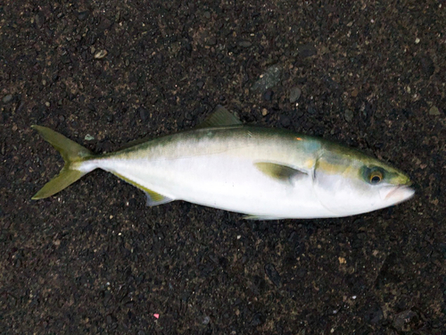 イナダの釣果