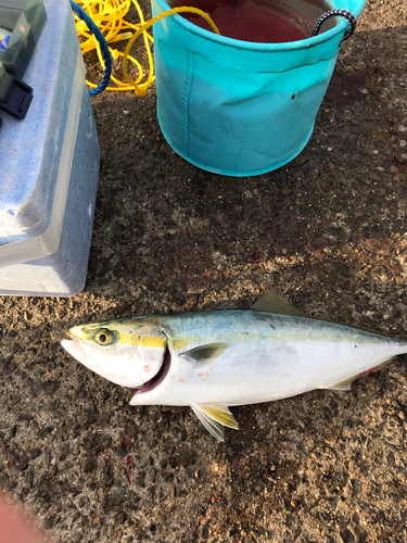 ハマチの釣果