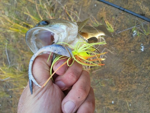 ブラックバスの釣果