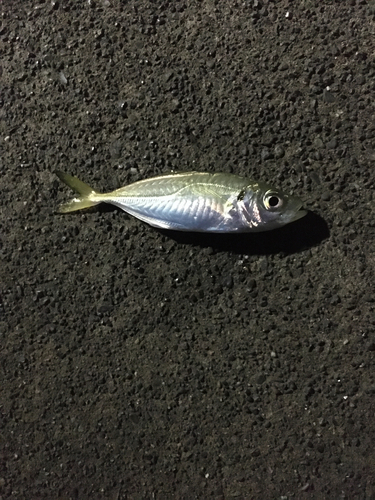 マアジの釣果