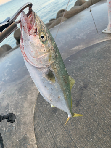 イナダの釣果