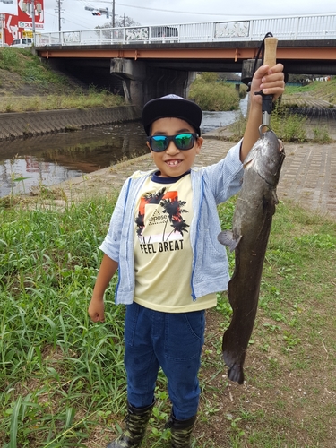 ニホンナマズの釣果