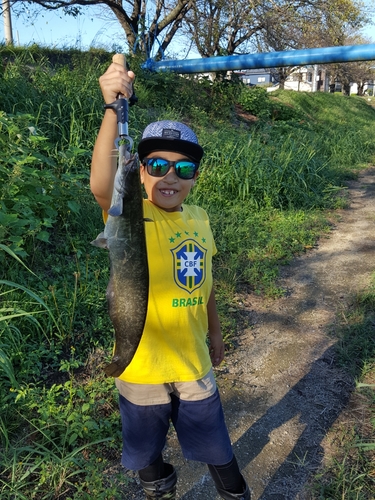 ニホンナマズの釣果