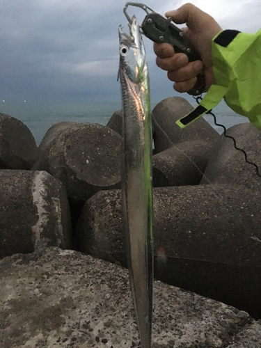 タチウオの釣果