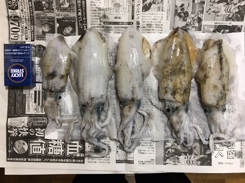 アオリイカの釣果