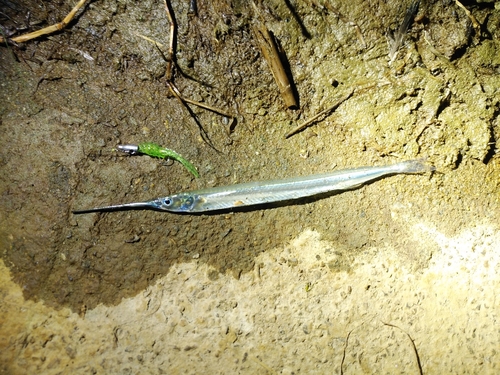 サヨリの釣果