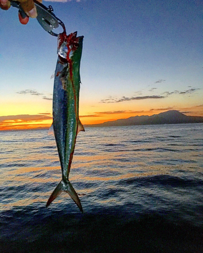 サゴシの釣果