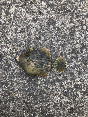 カワハギの釣果