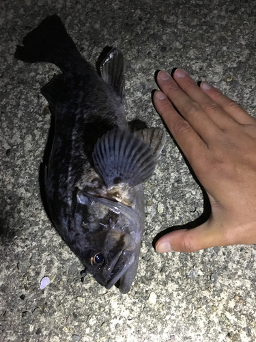 クロソイの釣果