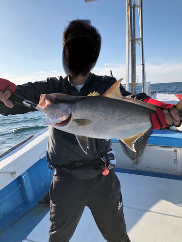 ヒレナガカンパチの釣果