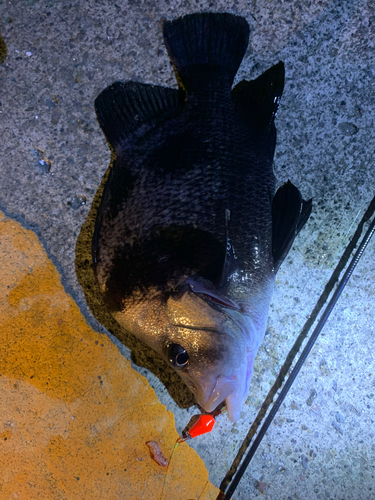 ヒゲダイの釣果