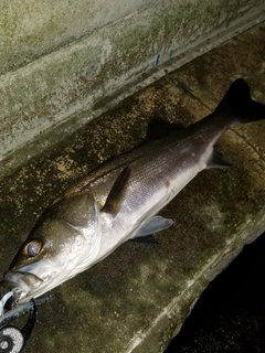 フッコ（マルスズキ）の釣果