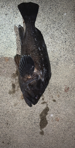 クロソイの釣果