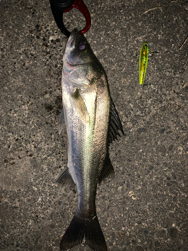 シーバスの釣果