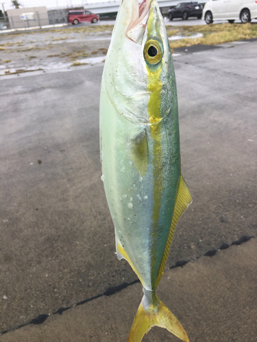 イナダの釣果