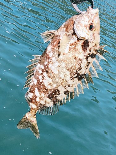 アイゴの釣果