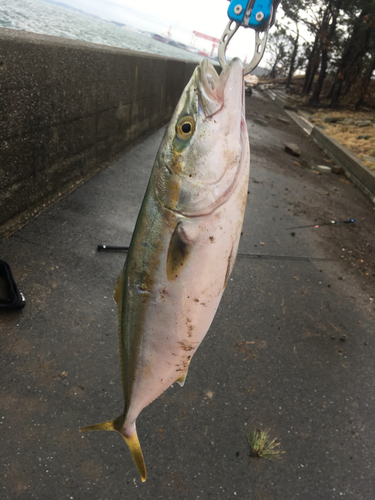 イナダの釣果