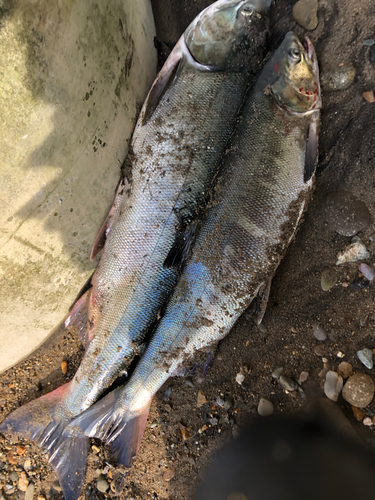 シロザケの釣果