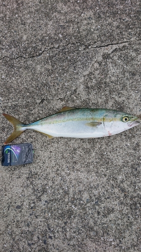 ハマチの釣果