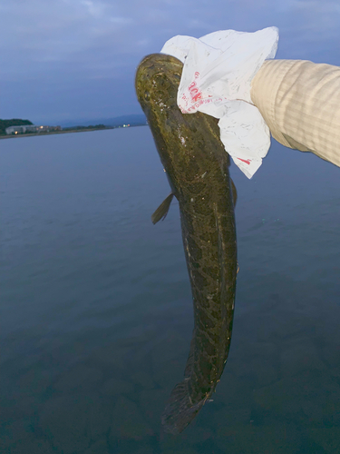 ライギョの釣果