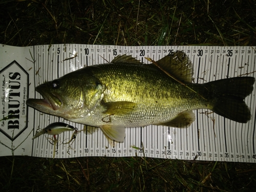 ブラックバスの釣果