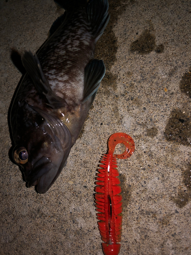 クロソイの釣果