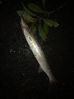 カマスの釣果