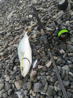 ワカナゴの釣果