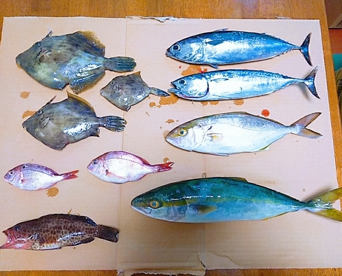 ショゴの釣果