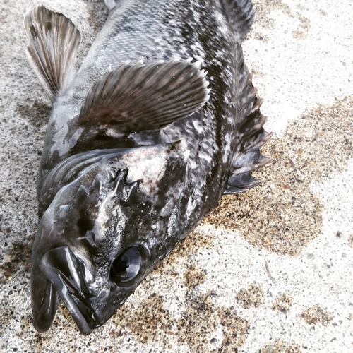 クロソイの釣果