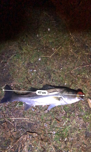 シーバスの釣果