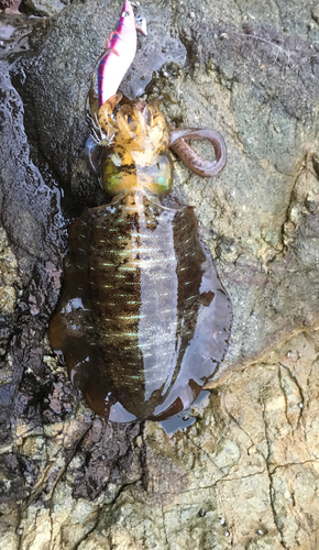 アオリイカの釣果