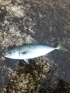 ワカシの釣果