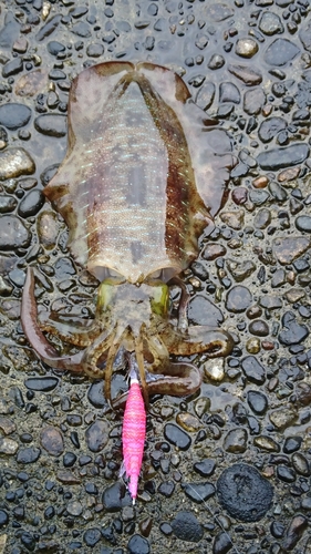 アオリイカの釣果