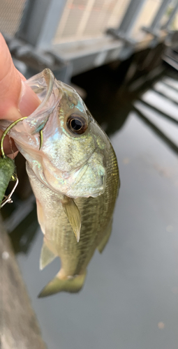 ラージマウスバスの釣果