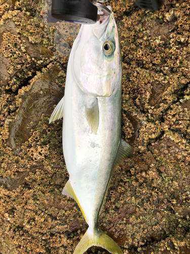 イナダの釣果