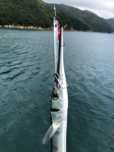 ダツの釣果