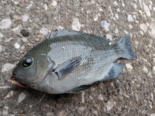 メジナの釣果