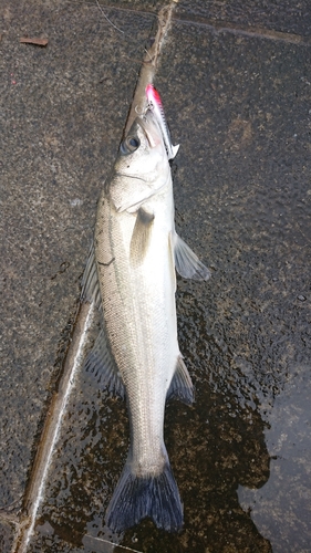 セイゴ（タイリクスズキ）の釣果